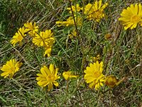 Anthemis tinctoria 30, Gele kamille, Saxifraga-Hans Grotenhuis