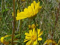Anthemis tinctoria 31, Gele kamille, Saxifraga-Hans Grotenhuis