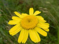 Anthemis tinctoria 4, Gele kamille, Saxifraga-Rutger Barendse