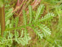 Anthemis tinctoria 5, Gele kamille, Saxifraga-Rutger Barendse
