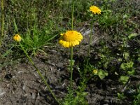 Anthemis tinctoria 6, Gele kamille, Saxifraga-Rutger Barendse