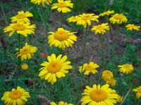 Anthemis tinctoria 7, Gele kamille, Saxifraga-Ed Stikvoort