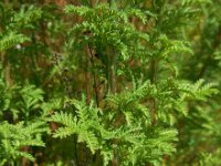 Anthemis tinctoria 8, Gele kamille, Saxifraga-Ed Stikvoort