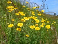 Anthemis tinctoria 9, Gele kamille, Saxifraga-Ed Stikvoort