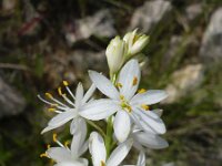 Anthericum liliago 10, Grote graslelie, Saxifraga-Jasenka Topic