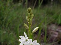 Anthericum liliago 11, Grote graslelie, Saxifraga-Jeroen Willemsen