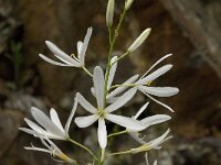 Anthericum liliago 12, Grote graslelie, Saxifraga-Jan van der Straaten