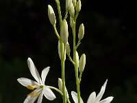 Anthericum liliago 13, Grote graslelie, Saxifraga-Jan van der Straaten