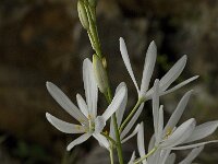 Anthericum liliago 14, Grote graslelie, Saxifraga-Jan van der Straaten