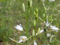 Anthericum liliago 17, Grote graslelie, Saxifraga-Rutger Barendse