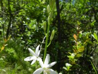 Anthericum liliago 18, Grote graslelie, Saxifraga-Rutger Barendse