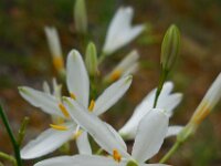 Anthericum liliago 19, Grote graslelie, Saxifraga-Ed Stikvoort