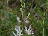 Anthericum liliago 2, Grote graslelie, Saxifraga-Willem van Kruijsbergen