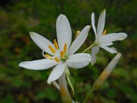 Anthericum liliago 20, Grote graslelie, Saxifraga-Ed Stikvoort
