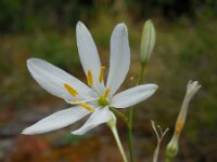 Anthericum liliago 21, Grote graslelie, Saxifraga-Ed Stikvoort