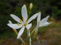Anthericum liliago 22, Grote graslelie, Saxifraga-Ed Stikvoort