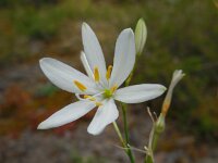 Anthericum liliago 23, Grote graslelie, Saxifraga-Ed Stikvoort