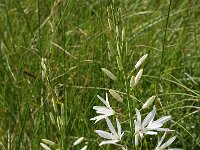 Anthericum liliago 25, Grote graslelie, Saxifraga-Harry Jans