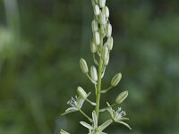 Anthericum liliago 26, Grote graslelie, Saxifraga-Jan Nijendijk