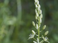 Anthericum liliago 27, Grote graslelie, Saxifraga-Jan Nijendijk