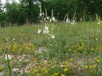 Anthericum liliago 28, Grote graslelie, Saxifraga-Hans Grotenhuis