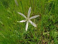 Anthericum liliago 29, Grote graslelie, Saxifraga-Hans Grotenhuis
