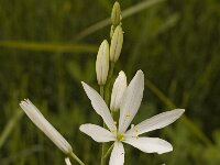 Anthericum liliago 3, Grote graslelie, Saxifraga-Jan van der Straaten