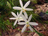 Anthericum liliago 31, Grote graslelie, Saxifraga-Hans Grotenhuis