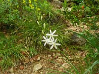 Anthericum liliago 32, Grote graslelie, Saxifraga-Hans Grotenhuis