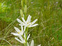 Anthericum liliago 33, Grote graslelie, Saxifraga-Hans Grotenhuis