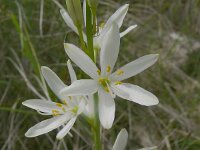 Anthericum liliago 34, Grote graslelie, Saxifraga-Hans Grotenhuis