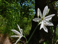 Anthericum liliago 35, Grote graslelie, Saxifraga-Ed Stikvoort