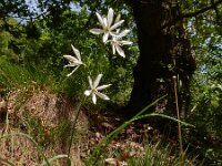 Anthericum liliago 36, Grote graslelie, Saxifraga-Ed Stikvoort