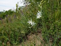 Anthericum liliago 37, Grote graslelie, Saxifraga-Ed Stikvoort