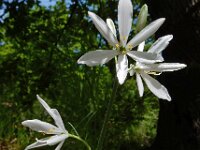 Anthericum liliago 389, Grote graslelie, Saxifraga-Ed Stikvoort