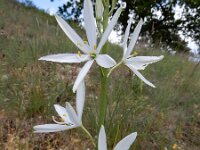 Anthericum liliago 39, Grote graslelie, Saxifraga-Ed Stikvoort
