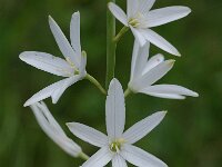 Anthericum liliago 4, Grote graslelie, Saxifraga-Willem van Kruijsbergen