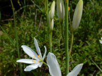 Anthericum liliago 40, Grote graslelie, Saxifraga-Ed Stikvoort