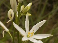 Anthericum liliago 5, Grote graslelie, Saxifraga-Jan van der Straaten