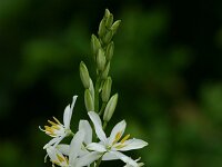 Anthericum liliago 6, Grote graslelie, Saxifraga-Dirk Hilbers