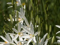 Anthericum liliago 8, Grote graslelie, Saxifraga-Jan van der Straaten
