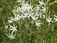 Anthericum liliago 9, Grote graslelie, Saxifraga-Jan van der Straaten
