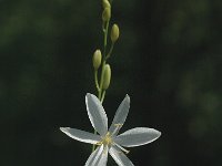 Anthericum ramosum 1, Saxifraga-Marijke Verhagen