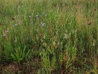 Anthoxanthum aristatum 11, Slofhak, Saxifraga-Hans Boll