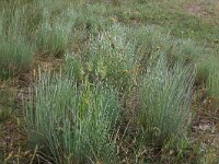 Anthoxanthum aristatum 12, Slofhak, Saxifraga-Hans Boll