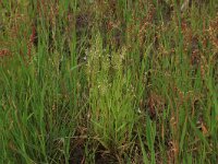 Anthoxanthum aristatum 15, Slofhak, Saxifraga-Hans Boll