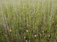 Anthoxanthum aristatum 17, Slofhak, Saxifraga-Hans Boll
