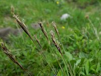 Anthoxanthum odoratum 22, Gewoon reukgras, Saxifraga-Rutger Barendse