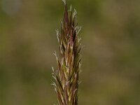 Anthoxanthum odoratum 33, Gewoon reukgras, Saxifraga-Jan van der Straaten