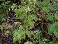 Anthriscus caucalis 11, Fijne kervel, Saxifraga-Ed Stikvoort